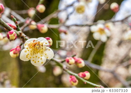 堤梅団地の梅の花 宮城大河原 堤梅団地の梅の花 宮城大河原 63307310