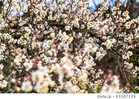 堤梅団地の梅の花　宮城大河原 63307339