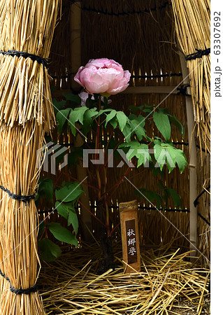 広島県備北丘陵公園の冬ボタン 63307692