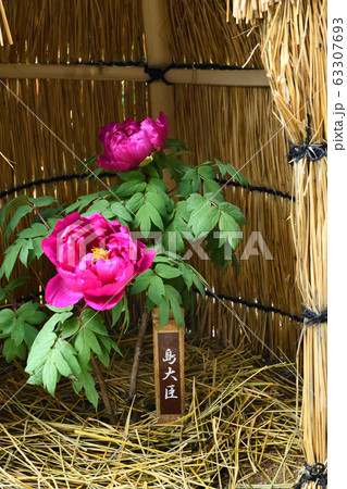 広島県備北丘陵公園の冬ボタン 63307693