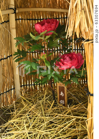 広島県備北丘陵公園の冬ボタン 63307694