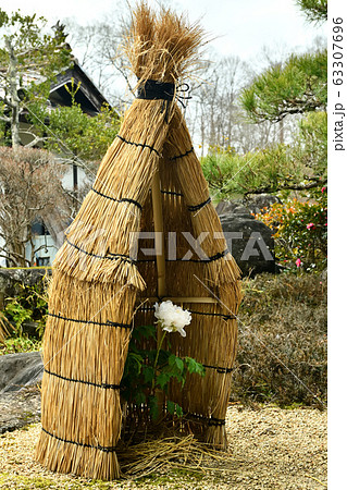 広島県備北丘陵公園の冬ボタン 63307696