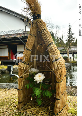 広島県備北丘陵公園の冬ボタン 広島県備北丘陵公園の冬ボタン 63307707