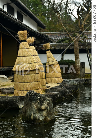 広島県備北丘陵公園の冬ボタン 63307708
