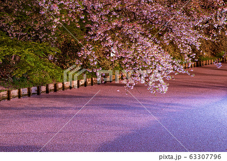 弘前城外濠の花筏　ライトアップ 63307796