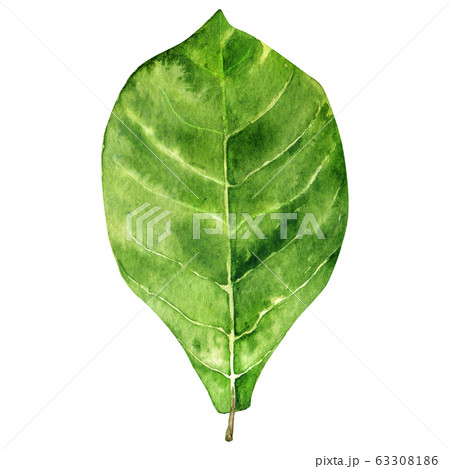 Watercolor almond leaf Watercolor almond leaf 63308186