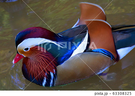 おしどり 63308325