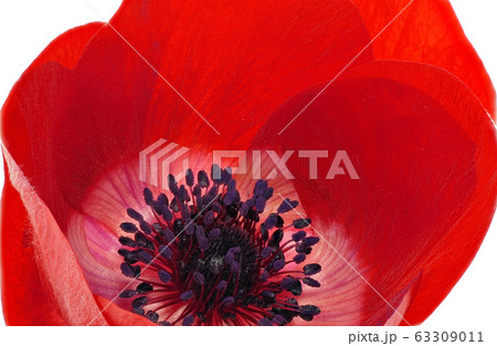 アネモネ (深度合成) アネモネ (深度合成) 63309011