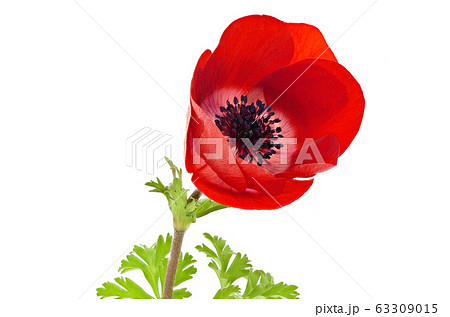 アネモネ (深度合成) 63309015