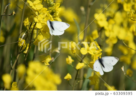 菜の花 63309395