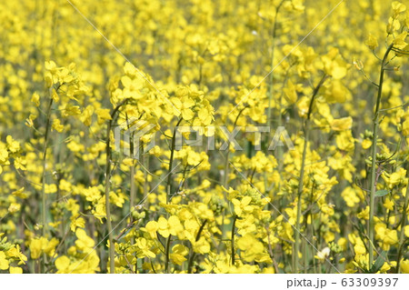 菜の花 63309397