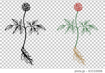 高麗人参 手書き線画 ベクターのイラスト素材