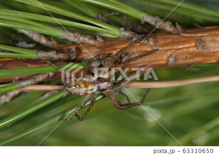 生き物　蜘蛛　キンイロエビグモ、白色と茶色の二つのタイプがありこちらは茶色。キンイロ型と呼ばれます 63310650