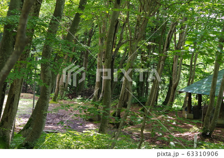 越後妻有 63310906