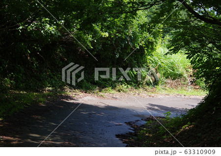 越後妻有 越後妻有 63310909