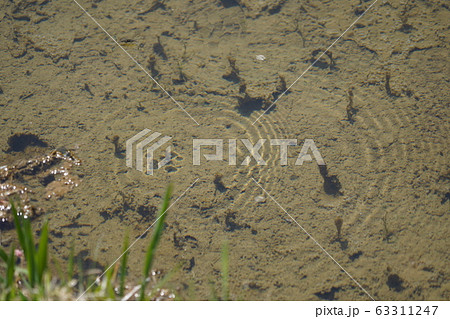 アメンボ アメンボ 63311247