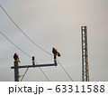 電柱の上にトンビが二羽 63311588
