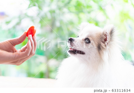 Closeup cute pomeranian dog looking red cherry Closeup cute pomeranian dog looking red cherry 63311634