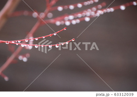 冬の朝、枝に凍り付く美しい水滴 63312039