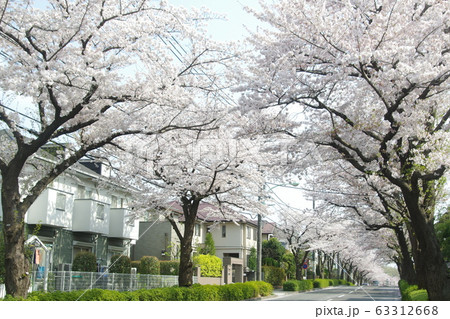 東玉川学園桜並木2 63312668