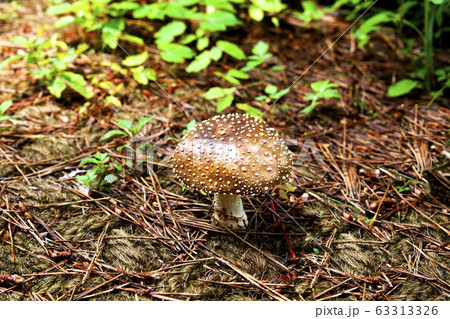 森 キノコ 植物 63313326