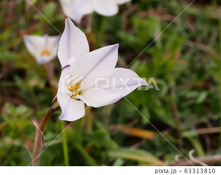 ハナニラの花 ホワイトスター ハナニラの花 ホワイトスター 63313810