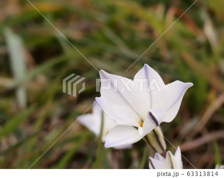 ハナニラの花　ホワイトスター 63313814