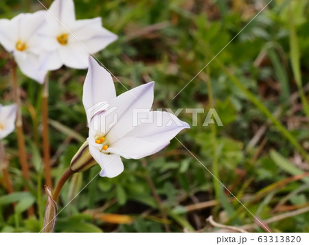 ハナニラの花 ホワイトスターの写真素材