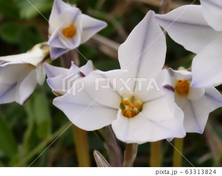 ハナニラの花 ホワイトスターの写真素材