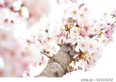 桜 花 春の写真素材