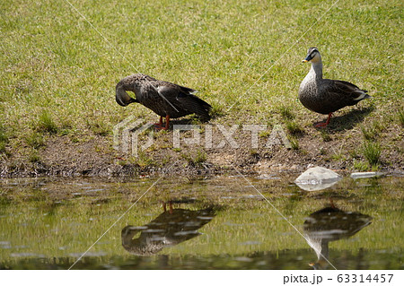 夫婦カルガモ 63314457
