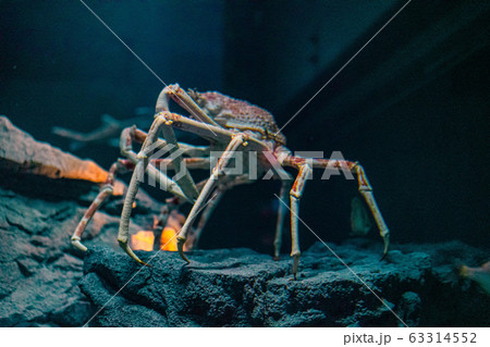 Japanese spider crab  at Osaka Aquarium Kaiyukan, 63314552