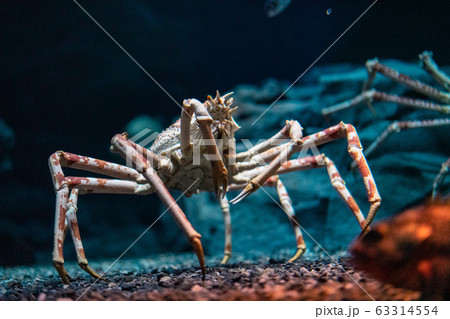 Japanese spider crab  at Osaka Aquarium Kaiyukan, 63314554