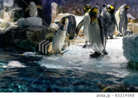 Folk of Gentoo penguins and King penguins at Osaka 63314560