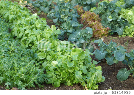 野菜畑 野菜畑 63314959
