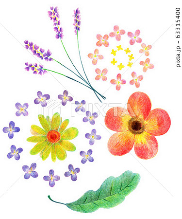 色鉛筆で描いた 手書きの花のイラストレーションのイラスト素材