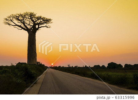 Stunning sunset with silhouette of majestic baobab tree in foreground, Morondava, Madagascar 63315996