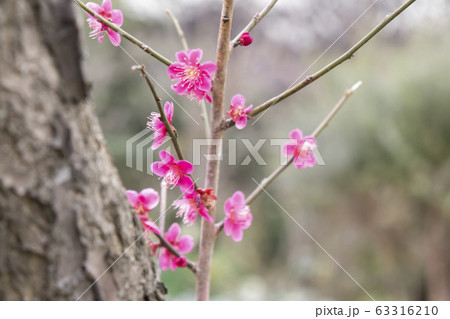 梅の花 梅の花 63316210