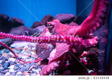 Pink giant octopus sleep in aquarium Pink giant octopus sleep in aquarium 63316438