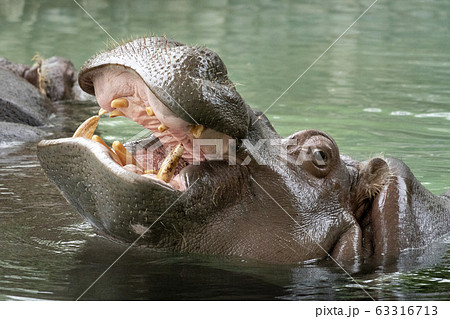 open mouth hippo close up open mouth hippo close up 63316713