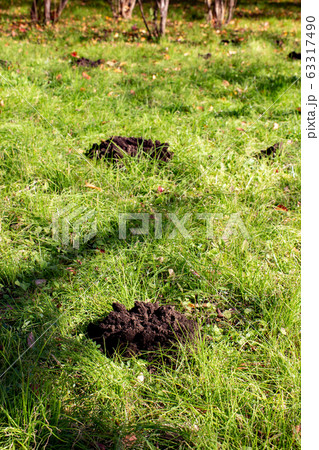 芝生と落ち葉とモグラの穴の写真素材
