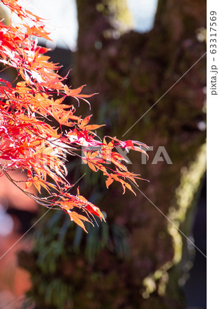 鮮やか秋の紅葉 63317569