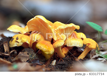 Cantharellus friesii Cantharellus friesii 63317734