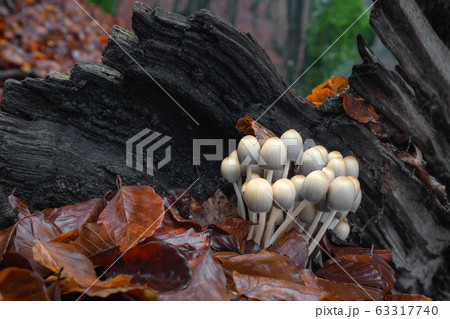 Coprinellus mushrooms Coprinellus mushrooms 63317740