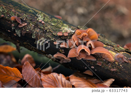 Auricularia auricula-judae 63317743