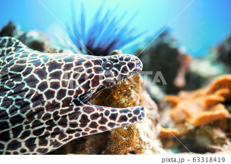 Laced moray fish at coral reef 63318419