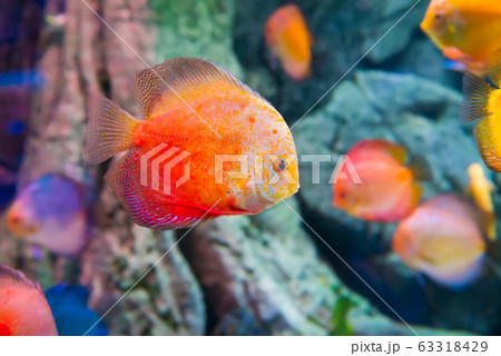 Tropical colorful fishes Symphysodon Tropical colorful fishes Symphysodon 63318429