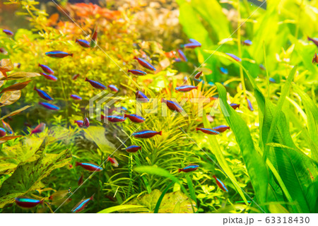 Tropical fishes with green underwater plants Tropical fishes with green underwater plants 63318430