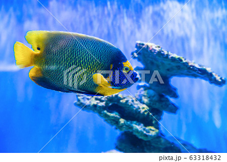 Tropical discus fish near coral reef 63318432