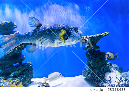 Fugu fish as nature underwater sea life 63318433